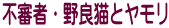 不審者・野良猫とヤモリ
